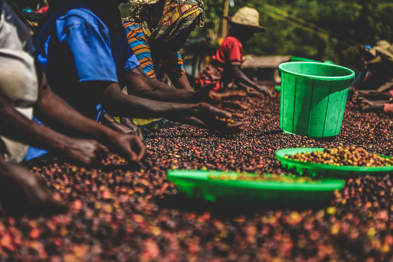 Bombe Abore G1 - výberová káva