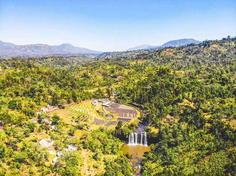 Bombe Abore G1 - výberová káva