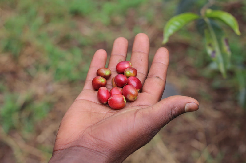 Bombe Abore G1 - výberová káva