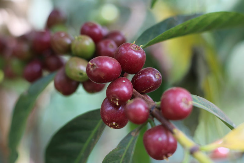 Bombe Abore G1 - výberová káva