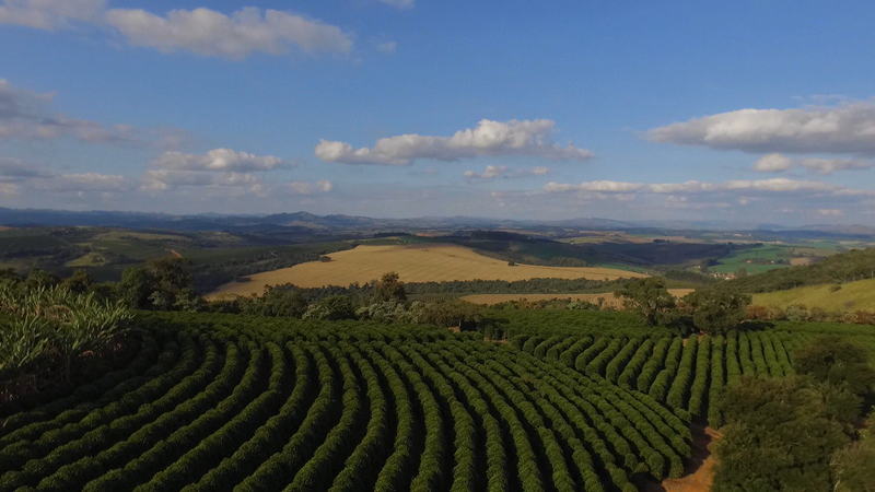 FAZENDA SALTO specialty coffee