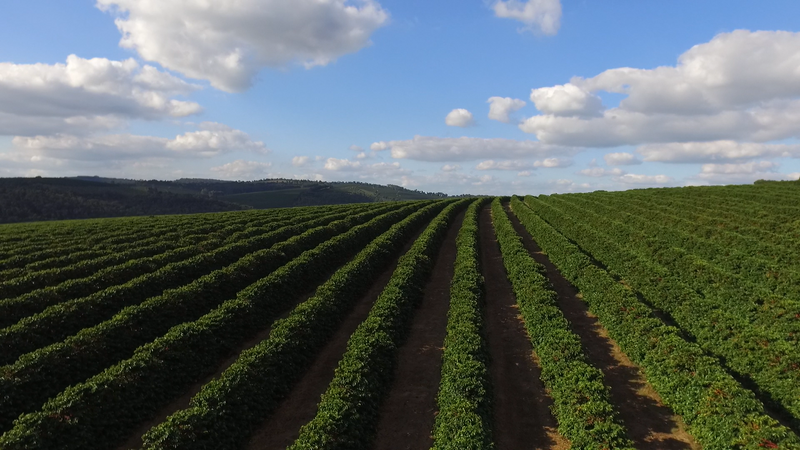 FAZENDA SALTO specialty coffee