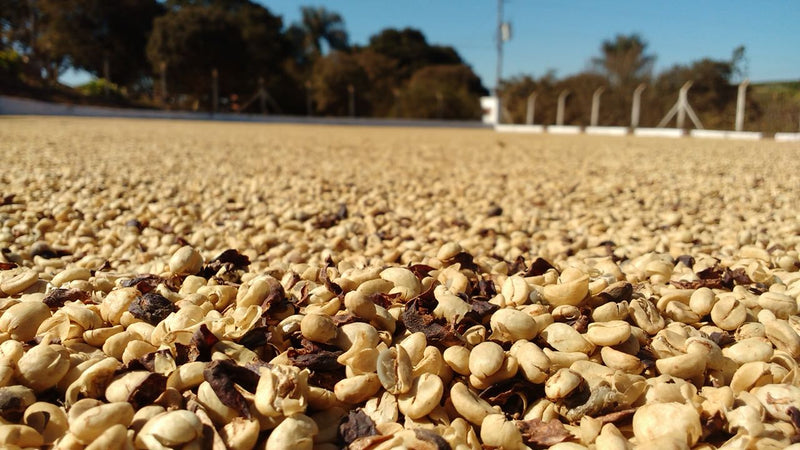 FAZENDA SALTO specialty coffee